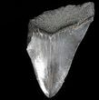 Partial, Serrated Megalodon Tooth - Georgia #56692-1
